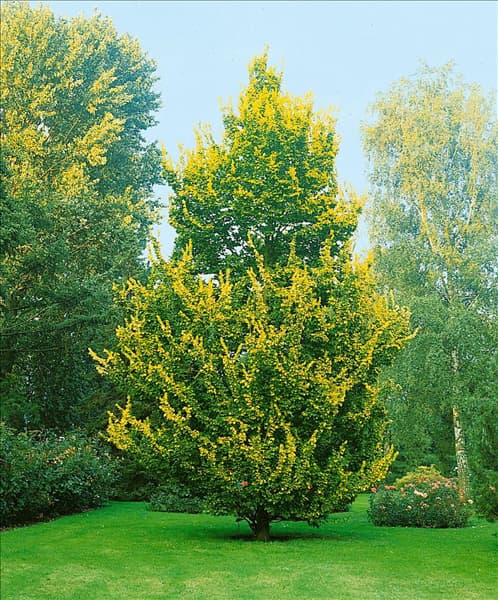 Ulmus x hollandica Wredei