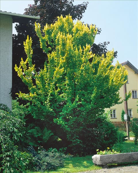Ulmus x hollandica Wredei