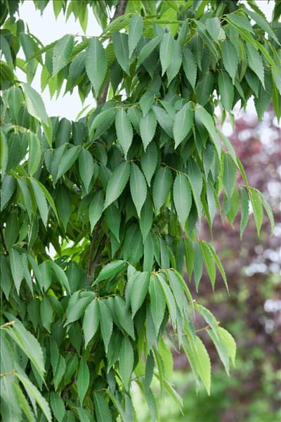Zelkova serrata Flekova