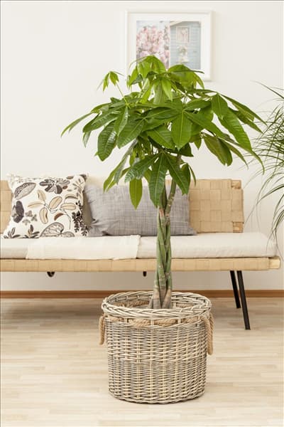 Pachira aquatica