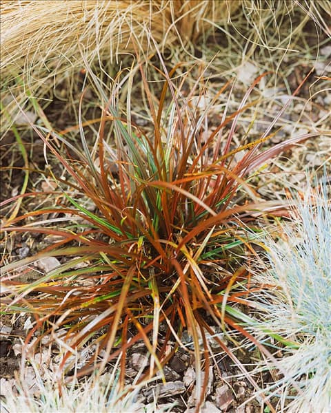 Uncinia rubra