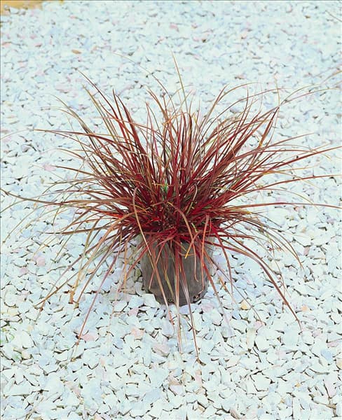 UNCINIA RUBRA