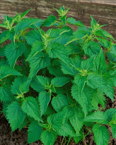 URTICA DIOICA / BRENNESSEL