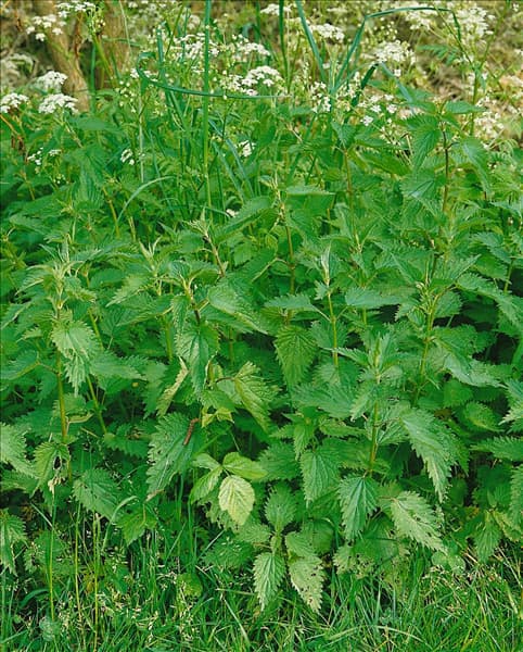 URTICA DIOICA