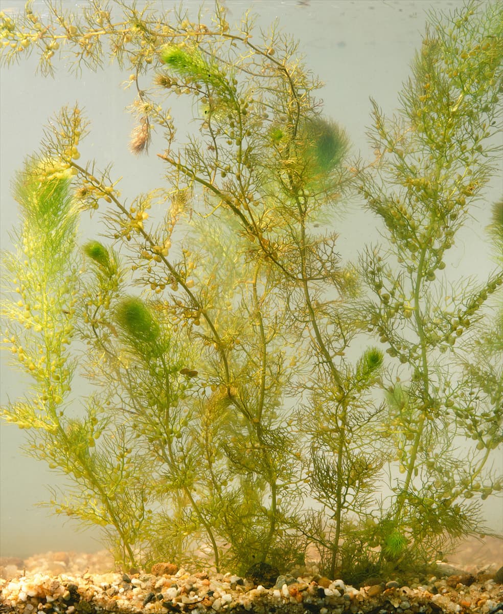 UTRICULARIA VULGARIS