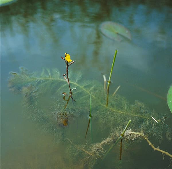Utricularia vulgaris