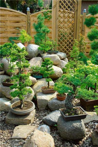 Bonsai mixed