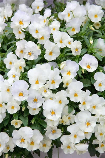 Viola Cool Wave White