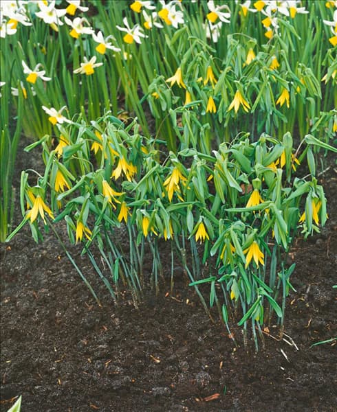 UVULARIA GRANDIFLORA