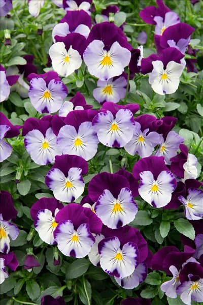 Viola Cool Wave Violet Wing