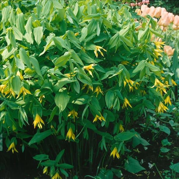 UVULARIA GRANDIFLORA