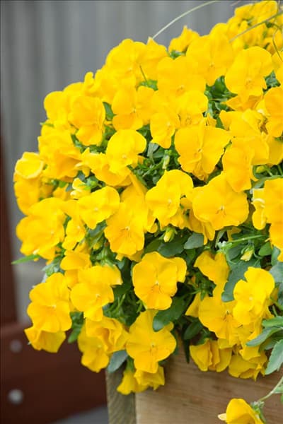Viola Cool Waves ™ Yellow