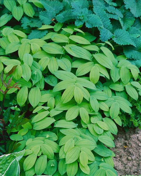 Uvularia grandiflora