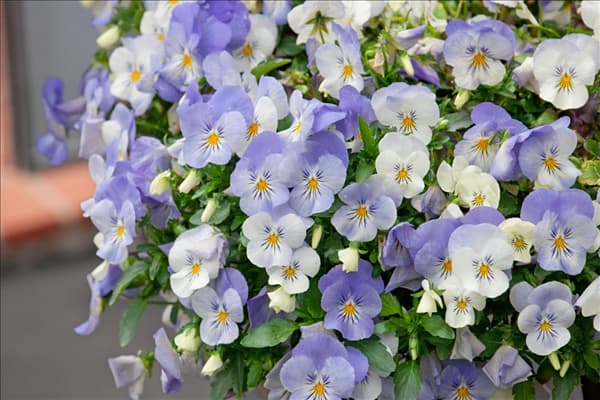Viola Cool Waves ™ Frost
