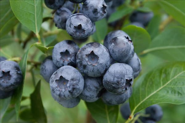 Vaccinium corymbosum Blue Crop