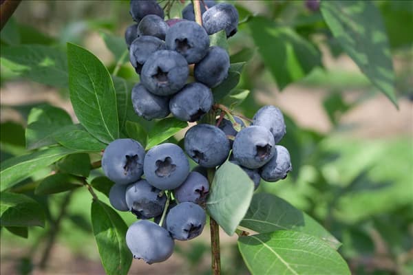 Vaccinium corymbosum