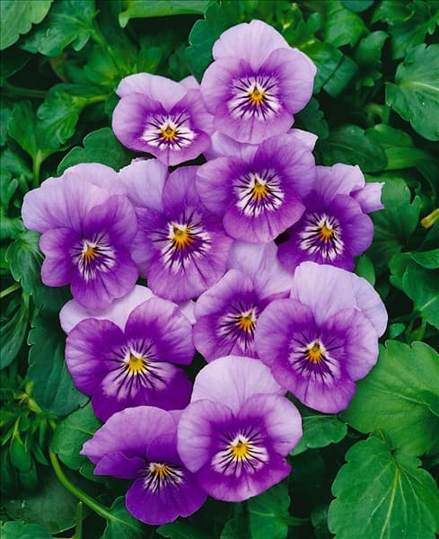 Viola Sorbet™ Lavender Ice