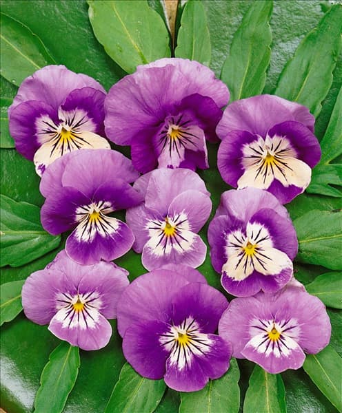 VIOLA LAVENDER ICE