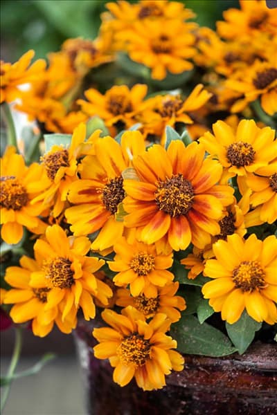 Zinnia Zahara ® Sunburst