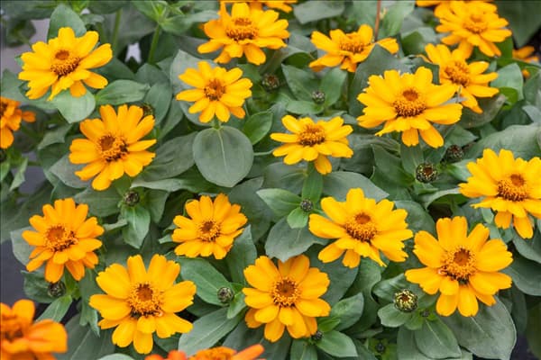 Zinnia Zahara ® Sunburst