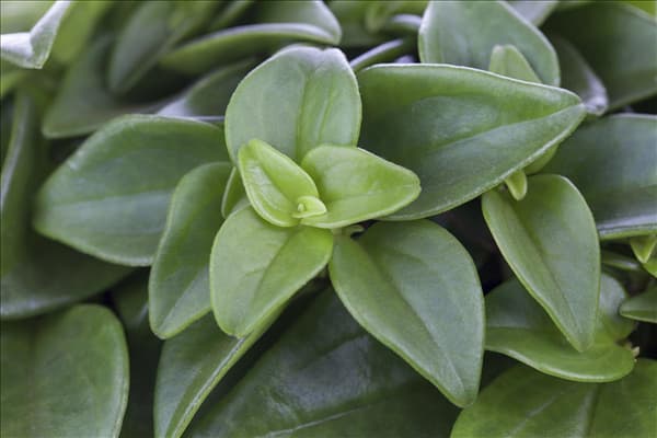 Peperomia rotundifolia