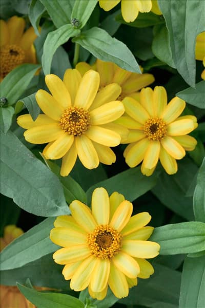 Zinnia Profusion Yellow