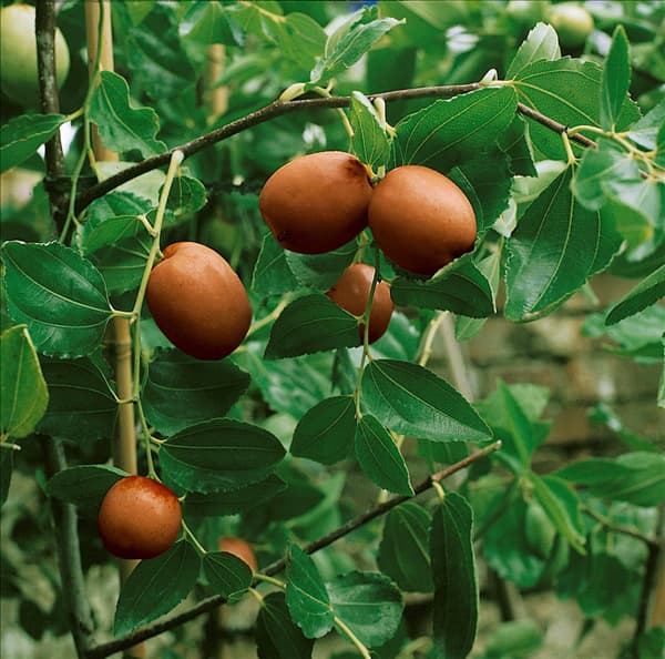 Ziziphus jubata Li
