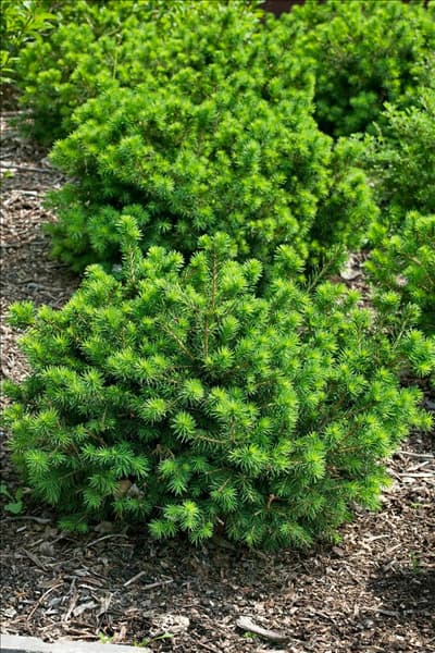 Picea abies Gregoryana Parsonii