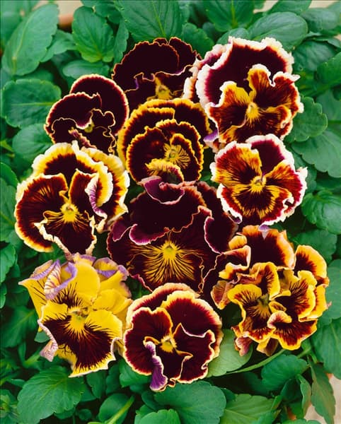 VIOLA Ruffles mixed