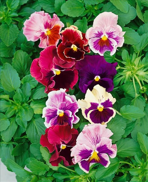 Viola Flamenco mixed