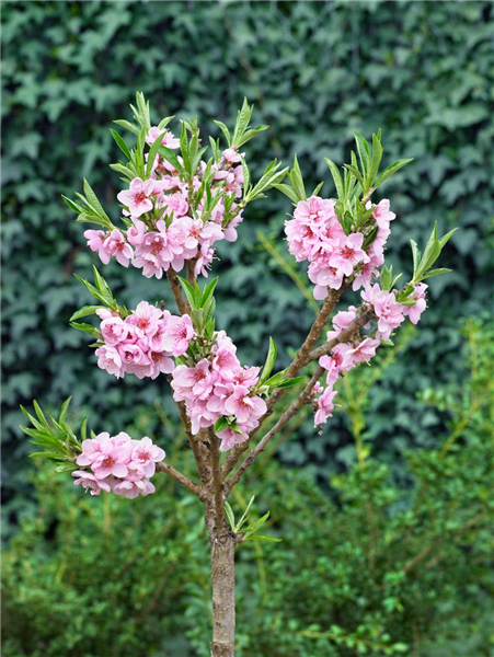 Prunus persica var. persica