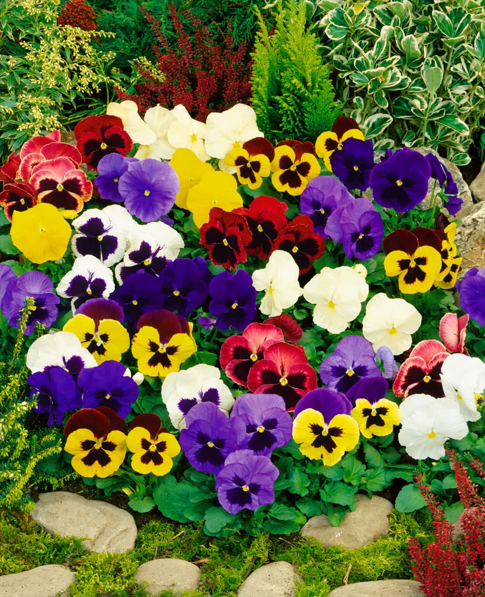 Viola x wittrockiana mixed