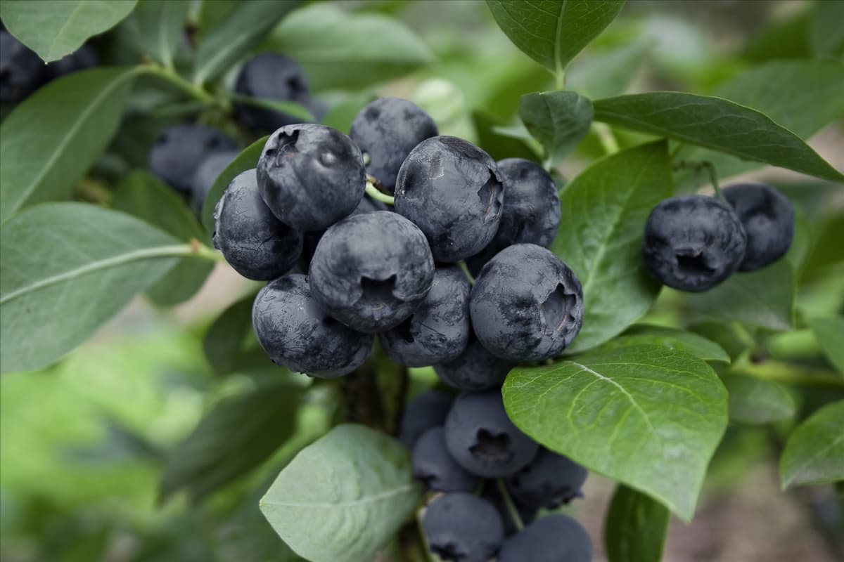 Vaccinium corymbosum St. Cloud
