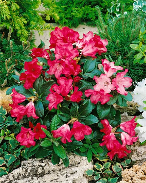 Rhododendron forrestii Abendrot