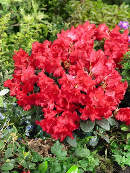 Rhododendron forrestii Abendrot