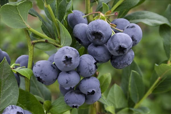Vaccinium corymbosum