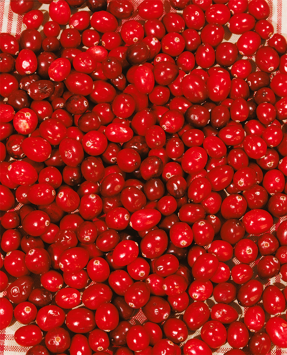 Vaccinium macrocarpon