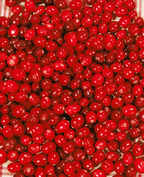 Vaccinium macrocarpon