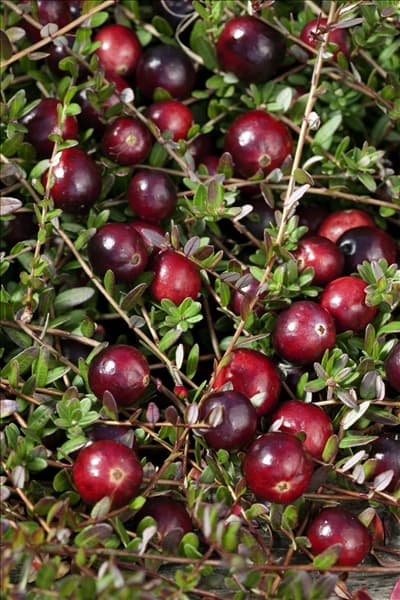 Vaccinium macrocarpon Red Star ®