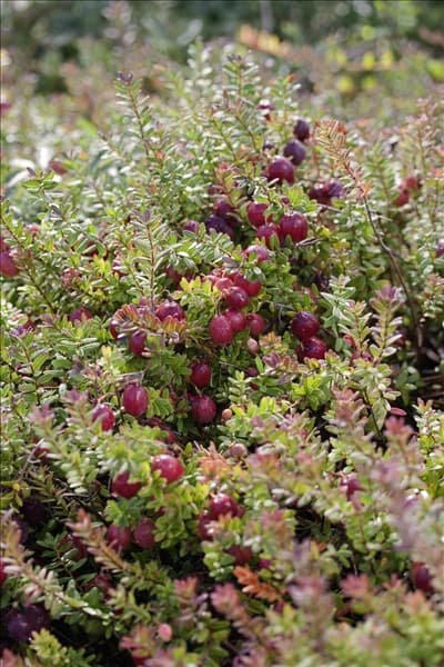 Vaccinium macrocarpon Pilgrim