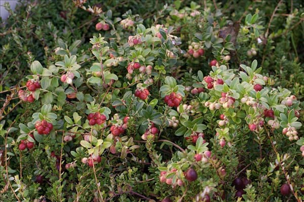 Vaccinium macrocarpon Pilgrim