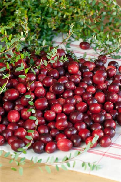Vaccinium macrocarpon Red Star ®