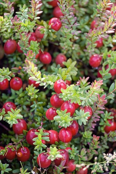 Vaccinium macrocarpon Pilgrim