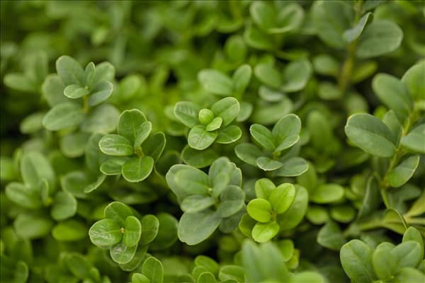 Buxus sempervirens 'Herrenhausen'