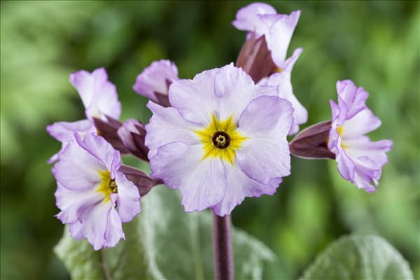 Primula x pruhoniciana
