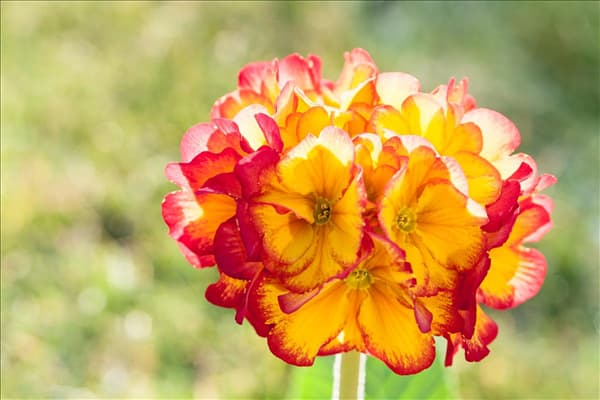 Primula veris