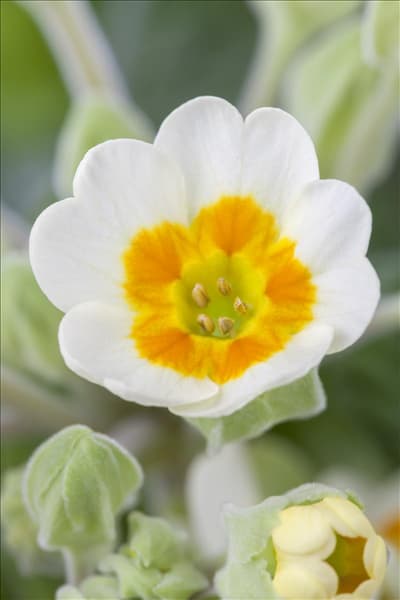 Primula veris