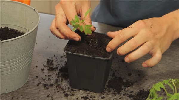 Tomaten - Umtopfen der Anzucht (thumbnail)