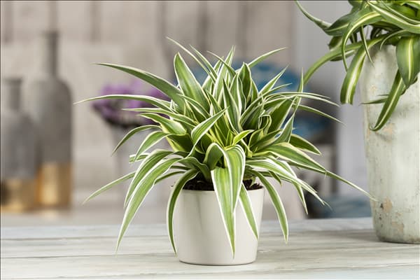 Chlorophytum comosum 'Ocean'