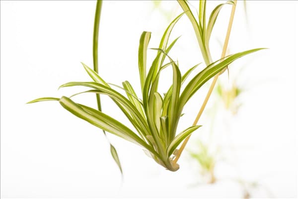 Chlorophytum comosum 'Variegatum'